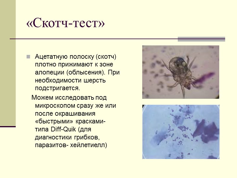 «Скотч-тест»  Ацетатную полоску (скотч) плотно прижимают к зоне алопеции (облысения). При необходимости шерсть